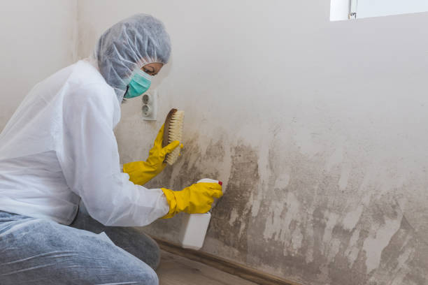 Professional Mold Remediation in Bellerose Terrace, NY